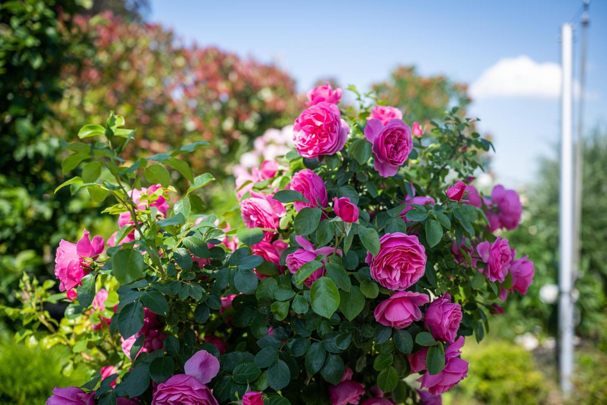 Deine Genuss-Auszeit Villa Asendorf ภายนอก รูปภาพ